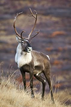 a deer standing on top of a dry grass field