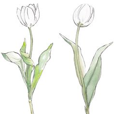 two white tulips with green leaves are shown in this watercolor and ink drawing