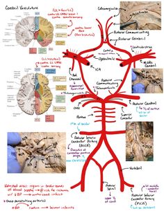 the human nervous system is shown in red and white, with diagrams on it's sides