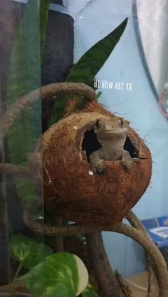 there is a small frog in a coconut shell