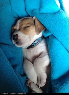 a small dog is sleeping under a blanket