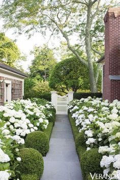 an outdoor garden with white flowers and hedges