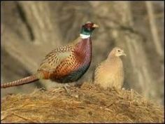 two pheasants standing on top of a pile of hay