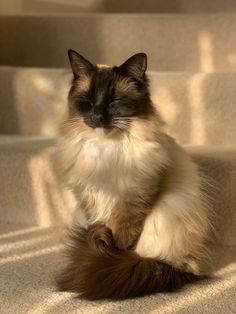 a fluffy cat sitting on top of some stairs