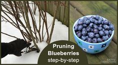 a bowl of blueberries next to a small tree