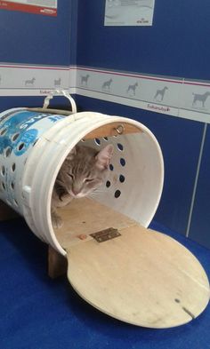 a cat laying inside of a wooden barrel on top of a blue carpeted floor