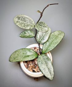 a small potted plant with green leaves and rocks on the bottom is shown in front of a gray wall