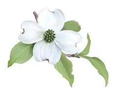 a white flower with green leaves on it