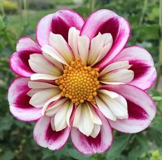 a large pink and white flower with green leaves in the backgroung area