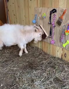 a small white goat standing next to a pile of hay with toys on the wall behind it