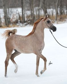 a horse is trotting through the snow