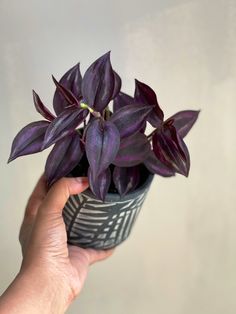 a hand holding a potted plant with purple leaves