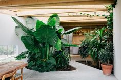 an outdoor patio area with potted plants and wooden table in the center, surrounded by greenery