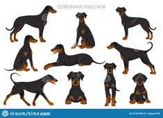 a set of black and brown doberman pinscher dogs