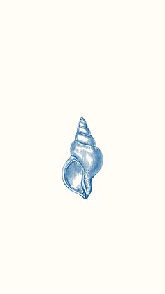 a drawing of a sea shell on a white background