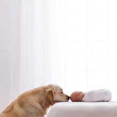 a baby and a dog are kissing on the bed