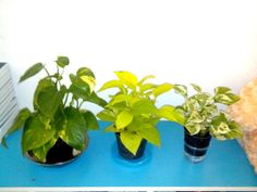 three potted plants sitting on top of a blue shelf next to a teddy bear