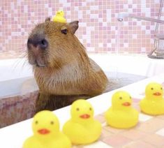 a capybara is sitting in the bathtub with rubber ducks around its neck