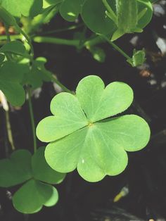 a four leaf clover is shown in the foreground