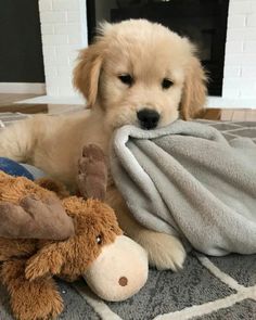 a puppy laying on the floor with a stuffed animal and blanket over it's face