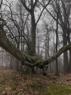 an old tree in the middle of a forest