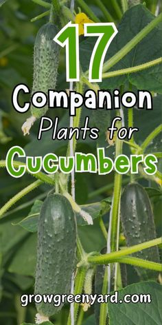 cucumbers growing in the garden with text overlay that reads 17 companion plants for cucumbers