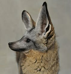 a close up of a small animal near a wall