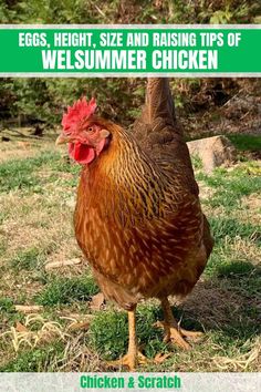 a chicken standing on top of grass next to a field with the words chickens, height, size and raising tips of welsummer chicken