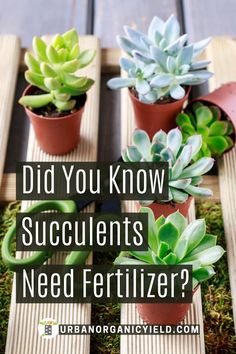 some succulents are sitting in small pots with the words did you know succulents need fertilizer?