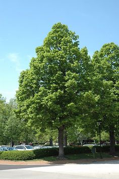 a large green tree sitting in the middle of a park next to a parking lot