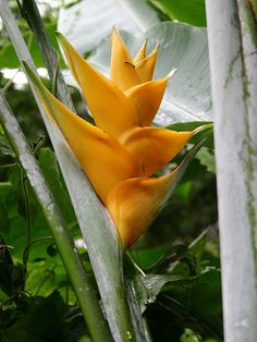 a yellow flower is blooming in the jungle