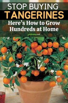 a potted plant filled with oranges on top of a table