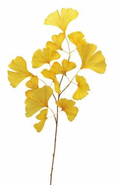 Ginkgo Art, Ginko Biloba, Plant Study, Leaf Photography, Gingko Leaves, Watercolor Projects, Leaf Drawing, Ginkgo Leaf, Japanese Flowers