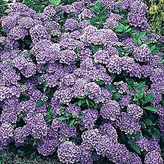 purple flowers are blooming in the garden