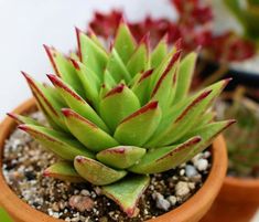 a close up of a small plant in a pot