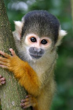 a small monkey is climbing up the side of a tree and holding on to it's tail