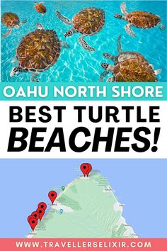 the best turtle beaches in oahuu, north shore and other places to see them