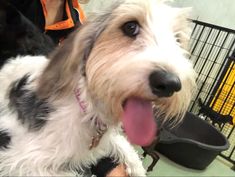 a dog is sitting on the floor next to a cage with its tongue out and it's mouth open