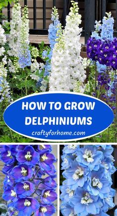 blue and white flowers with the words how to grow delphiniums in them