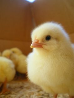 a small white chicken standing next to several smaller chickens on a carpeted floor in front of a cardboard box