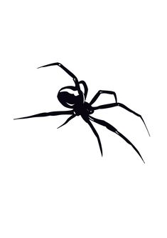 a black spider silhouetted against a white background