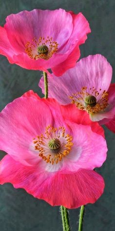 three pink flowers with yellow stamens in a vase on a gray tablecloth