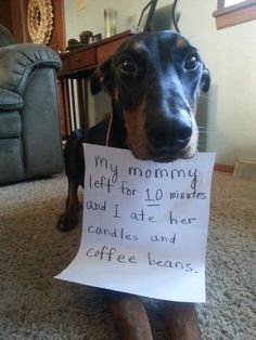 a dog sitting on the floor with a sign in front of him that says, my mommy left for 10 minutes and i ate her cookies and coffee beans