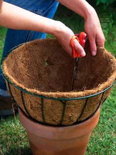 a person cutting tomatoes in a potted plant