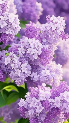 Purple Flowers Wallpaper, Spring Wallpaper, Lilac Flowers, Beautiful Flowers Pictures, Purple Lilac, Flowers Nature