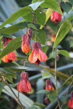 the flowers are blooming on the tree