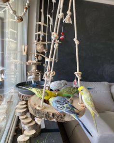 several parakeets are perched on perches in the living room