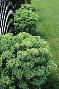 some very pretty green plants in the grass next to a black metal fence and bushes