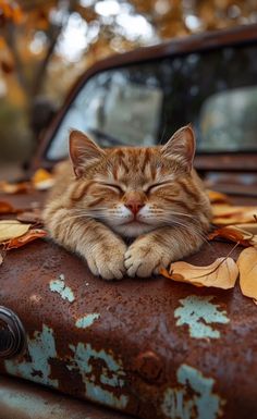 an orange and white cat sleeping on top of a rusted car