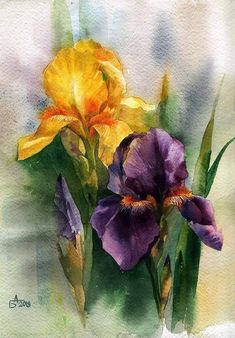 two purple and yellow irises in watercolor